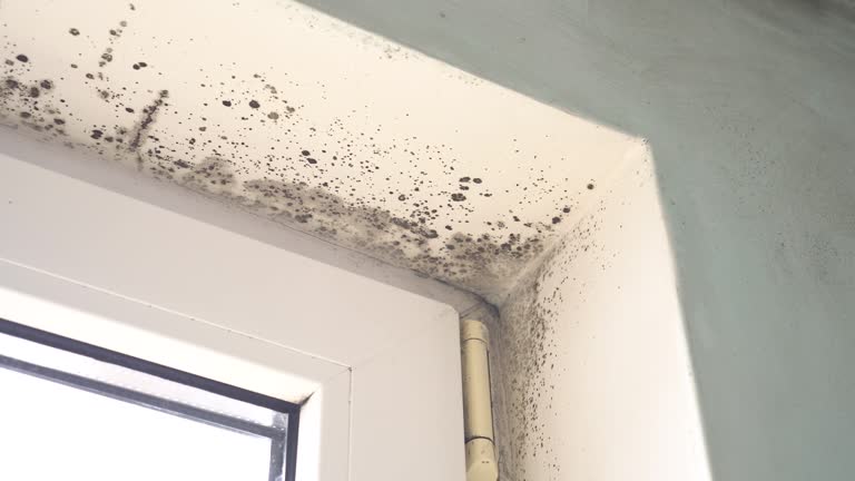 Why You Should Choose Our Mold Remediation Services in East Setauket, NY